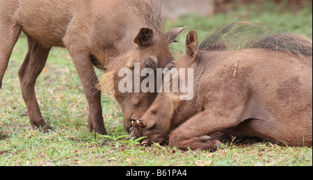 gemeinsamen Warzenschwein Phacochoerus Africanus zwei Erwachsene kuschelte Stockfoto