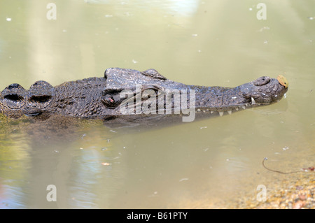 Salzwasser oder Equodouris Krokodil (Crocodylus Porosus), Queensland, Australien Stockfoto