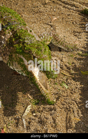 Süßwasser Krokodil auch bekannt als Johnston Krokodil (Crocodylus Johnsoni), Queensland, Australien Stockfoto