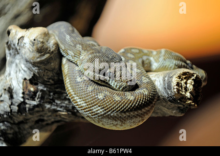 Centralian Teppich-Python (Morelia Spilota Bredli), Australien Stockfoto