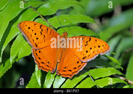 Kreuzer Schmetterling (Vindula Arsinoe), Männlich, Queensland, Australien Stockfoto