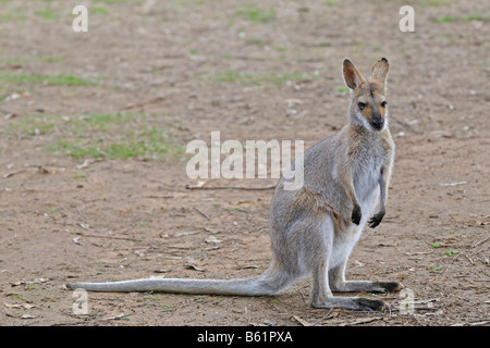 Agile oder Sandy Wallaby (Macropus Agilis), Queensland, Australien Stockfoto