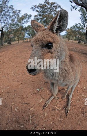 Östliche graue Känguru (Macropus Giganteus), Warrumbungle National Park, Australien Stockfoto