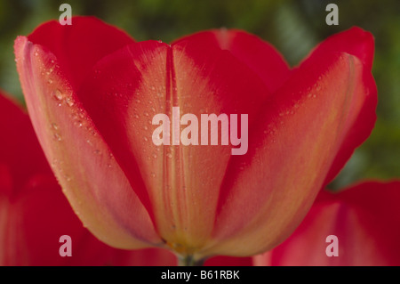 Tulipa "Big Chief" AGM (Tulip) Darwin Hybrid Gruppe. Nahaufnahme der Blüte. Stockfoto