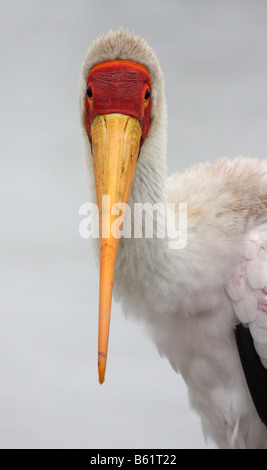 gelb in Rechnung Storch Mycteria Ibis alleinstehende Erwachsene Stockfoto