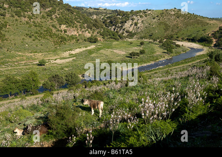 Landschaft mit Vieh in Gennargentu Nationalpark, Sardinien, Italien, Europa Stockfoto