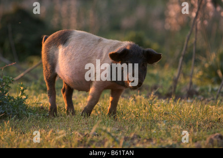 Wildschwein im Nationalpark Gennargentu, Sardinien, Italien, Europa Stockfoto