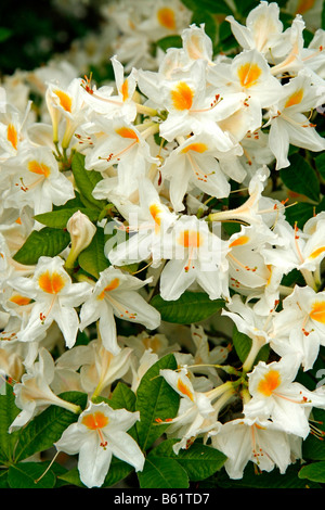 Royal Botanic Gardens Kew in Richmond London England Azalea Garten Rhododendron Hybr Persil Stockfoto