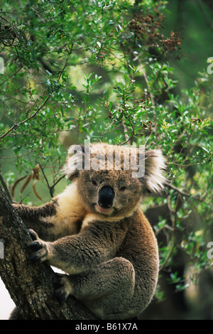 Koala (Phascolarctos Cinereus), Victoria, Australien, Phillip Island, Koala Conservation Center Stockfoto