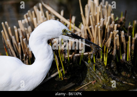 Seidenreiher (Egretta Garzetta), fing eine Libelle Larve, Kamo-Flusses, Kyoto, Kansai, Japan, Asien Stockfoto