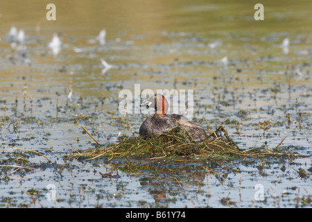 Zwergtaucher (Tachybaptus Ruficollis) auf seinem nest Stockfoto