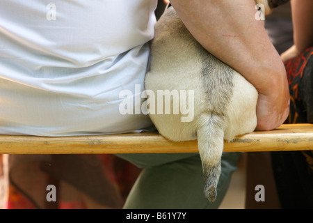 Mops-Konvention, Person umarmt einen Mops, Rückansicht Stockfoto