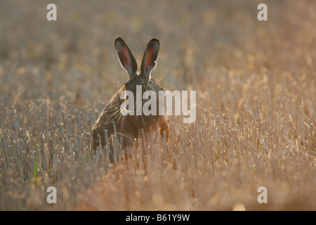 Europäische oder brauner Hase (Lepus Europaeus), Föhr, Schleswig-Holstein, Deutschland, Europa Stockfoto