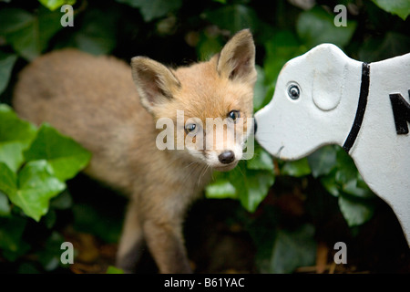 Niederlande Noord Holland Graveland Young Rotfuchs,, seine verloren hat, Mutter Vulpes Vulpes Stockfoto