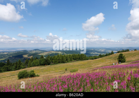 Blick von der Wasserkuppe Plateau, nordwestlich, mit den rosa Blüten von Weidenröschen oder Rosebay Weidenröschen (Epilobium Angust lookin Stockfoto