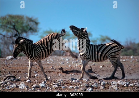 Fighting Plains Zebras oder Burchell's Zebras (Equus quagga), Namibia, Afrika Stockfoto