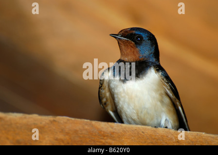 Rauchschwalbe (Hirundo Rustica), alte Vogel Stockfoto