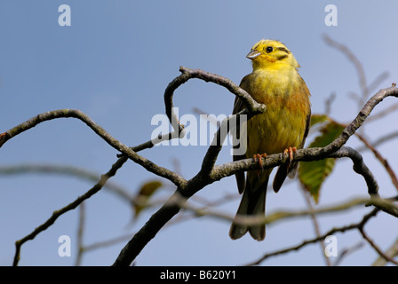 Yellowhammer (Emberiza citrinella), erwachsener Rüde Stockfoto