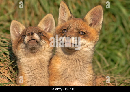 Rotfüchse (Vulpes Vulpes) Stockfoto