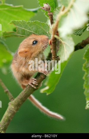 Hazel Dormouse (Muscardinus Avellanarius), pup Stockfoto