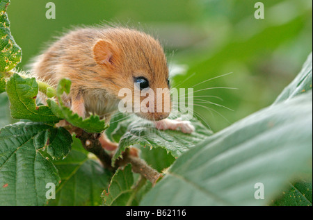 Hazel Dormouse (Muscardinus Avellanarius), pup Stockfoto