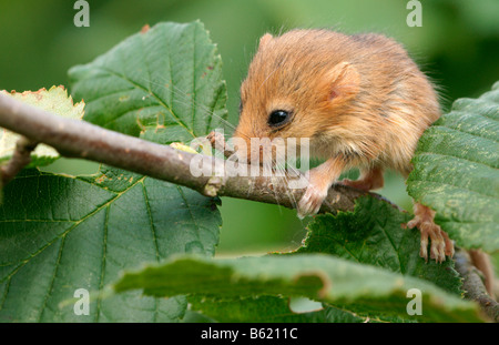 Hazel Dormouse (Muscardinus Avellanarius), pup Stockfoto