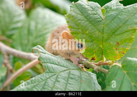 Hazel Dormouse (Muscardinus Avellanarius), pup Stockfoto