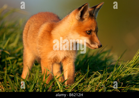 Red Fox (Vulpes vulpes) Stockfoto