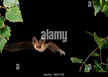 Braun langohrige Fledermaus oder gemeinsame lange Schmuckschildkröte Bat (Langohrfledermäuse Auritus) Stockfoto