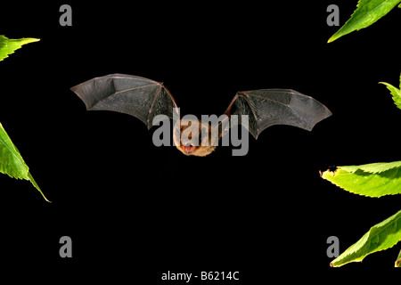 Die Sopranistin Zwergfledermaus (Pipistrellus Pygmaeus) Stockfoto