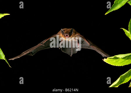 Nathusius Zwergfledermaus (Pipistrellus Nathusii) Stockfoto