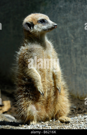 Erdmännchen oder Suricate (Suricata Suricatta) stehen auf der Hut Stockfoto