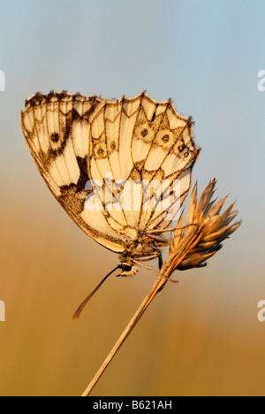 Schachbrettfalter (Melanargia Galathea) auf einem Stiel Stockfoto