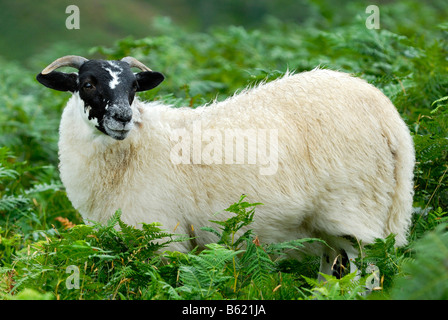 Schottischer Schafe (Ovis), auch bekannt als Scottish Blackface, Schottland, Großbritannien, Europa Stockfoto