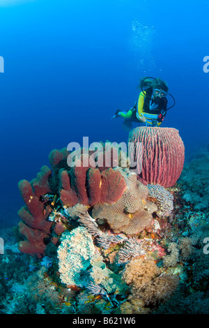 Taucher Schwimmen im bunten Korallenriff hinter einem Fass-Schwamm (Xestospongia Testudinaria), Indonesien, Süd-Ost-Asien Stockfoto