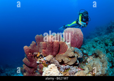 Taucher Schwimmen im bunten Korallenriff hinter einem Fass-Schwamm (Xestospongia Testudinaria), Indonesien, Süd-Ost-Asien Stockfoto