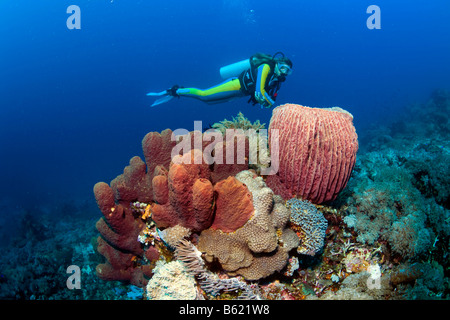 Taucher Schwimmen im bunten Korallenriff hinter einem Fass-Schwamm (Xestospongia Testudinaria), Indonesien, Süd-Ost-Asien Stockfoto