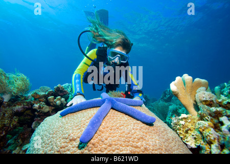 Scuba Diver betrachtet ein blauer Seestern (Linckia Laevigata) auf Korallen, Indonesien, Süd-Ost Asien Stockfoto