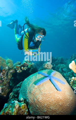 Scuba Diver betrachtet ein blauer Seestern (Linckia Laevigata) auf Korallen, Indonesien, Süd-Ost Asien Stockfoto