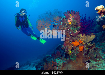 Taucher in bunte Korallenriff, Indonesien, Süd-Ost-Asien Stockfoto