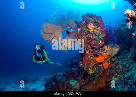 Taucher in bunte Korallenriff, Indonesien, Süd-Ost-Asien Stockfoto