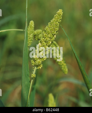 Foxtail Hirse Setaria Italica haarlose Reife Ohr Thailand Stockfoto