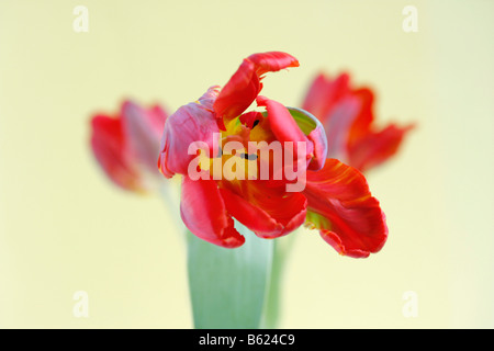 Tulpe (Tulipa), Parrot Tulpe rote Blüte Stockfoto