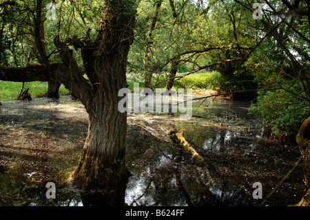 Grau-Weide (Salix Cinerea), Othenstorf, Mecklenburg-Western Pomerania, Deutschland, Europa Stockfoto