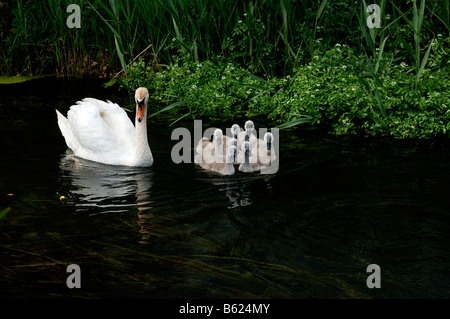 Mute Swan (Cygnus Olor) mit Küken auf einem Fluss, Rhena, Mecklenburg-Western Pomerania, Deutschland, Europa Stockfoto