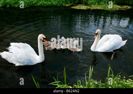 Stummschalten Sie Schwäne (Cygnus Olor) mit Küken auf einem Fluss, Rhena, Mecklenburg-Western Pomerania, Deutschland, Europa Stockfoto