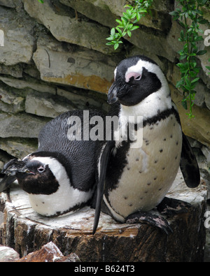 Zwei afrikanische Pinguin (auch genannt black footed Pinguin Spheniscus Demersus) auf dem Display in einem Zoo in Europa. Stockfoto