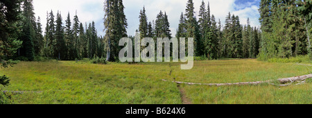 Wilderness meadow Stockfoto