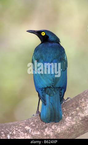 mehr blau-eared Starling thront auf einem Ast Stockfoto