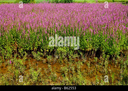 Blutweiderich (Lythrum Salicaria) wächst in einem Karpfen Teich, Grossbellhofen, Middle Franconia, Bayern, Deutschland, Europa Stockfoto